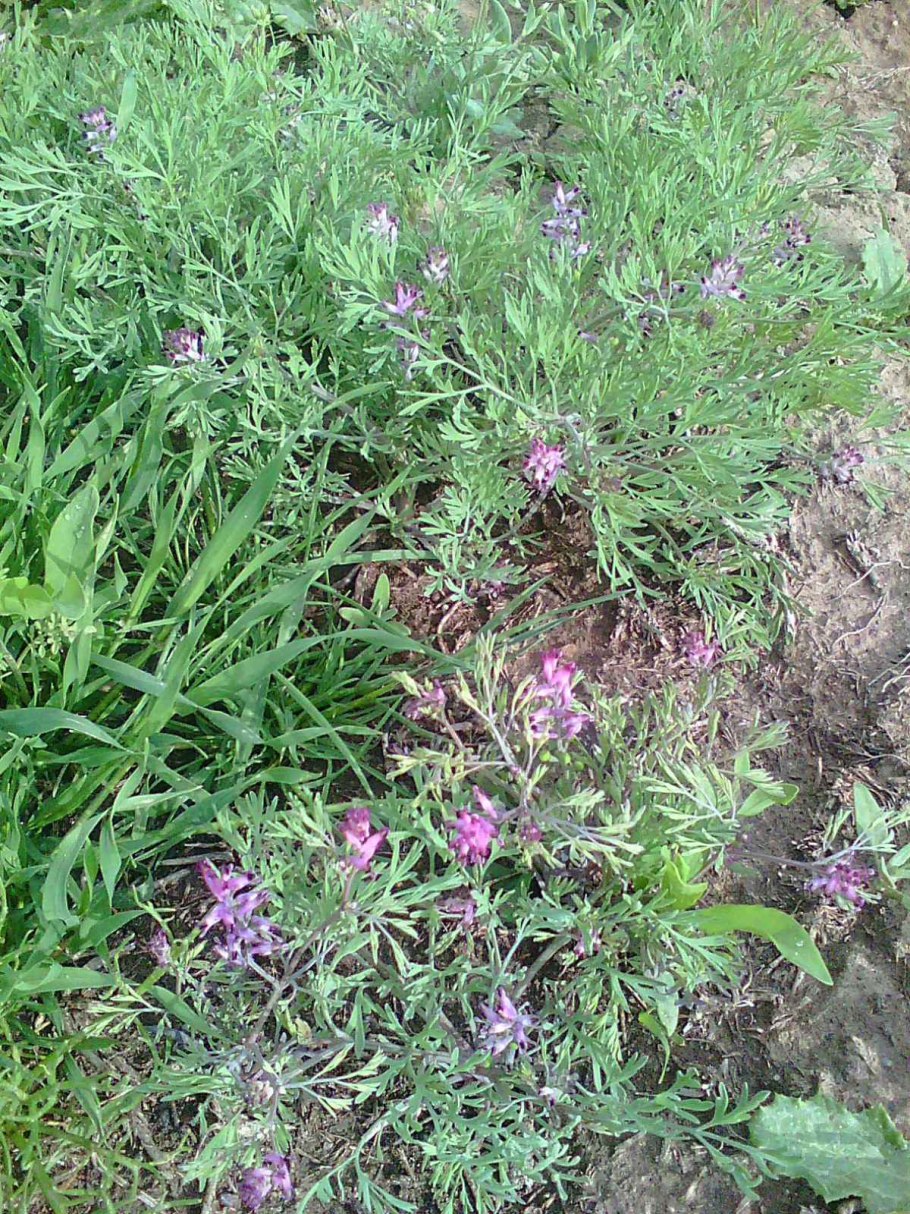 Соцветия растений фото