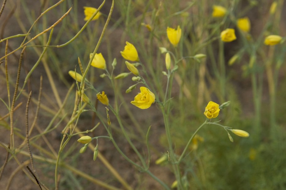 Флора Бурятии