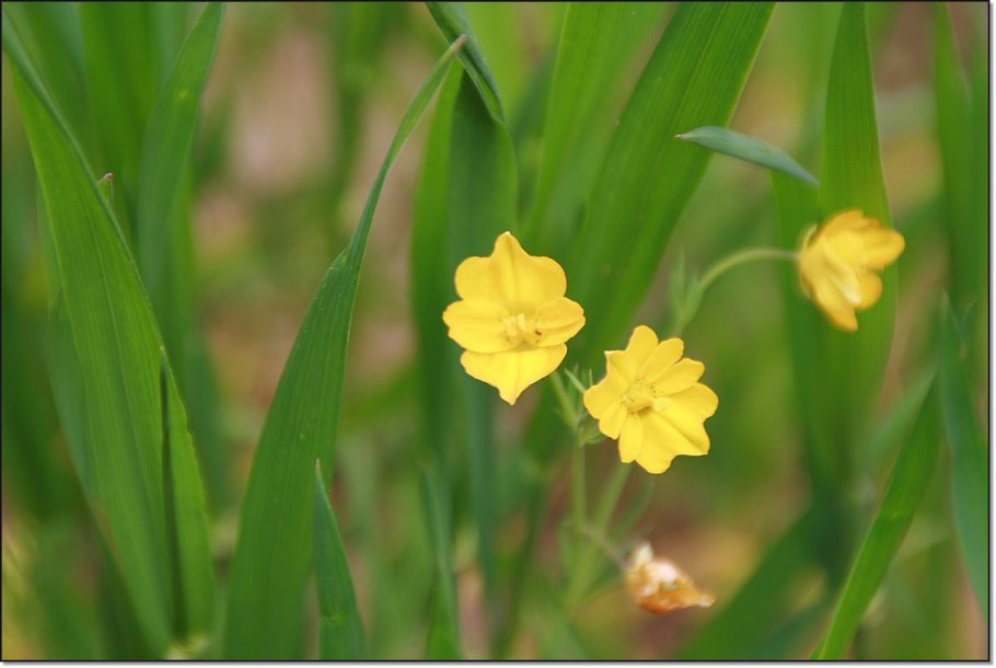 Балканский велаят Туркменистан