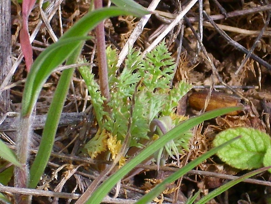 Палестина Флора