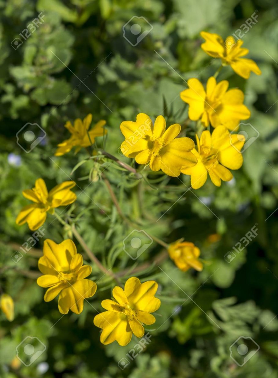 Дицентра spectabilis