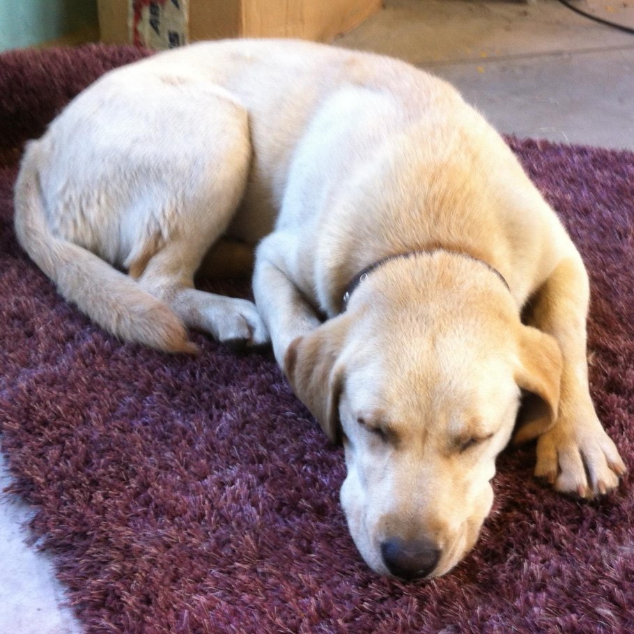 Собака лабрадор