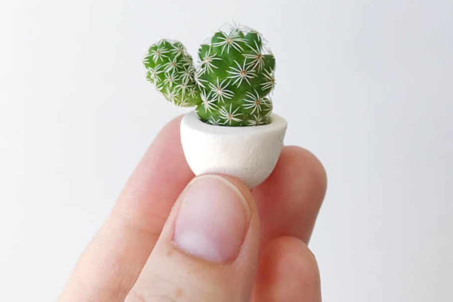 Красивые маленькие кактусы