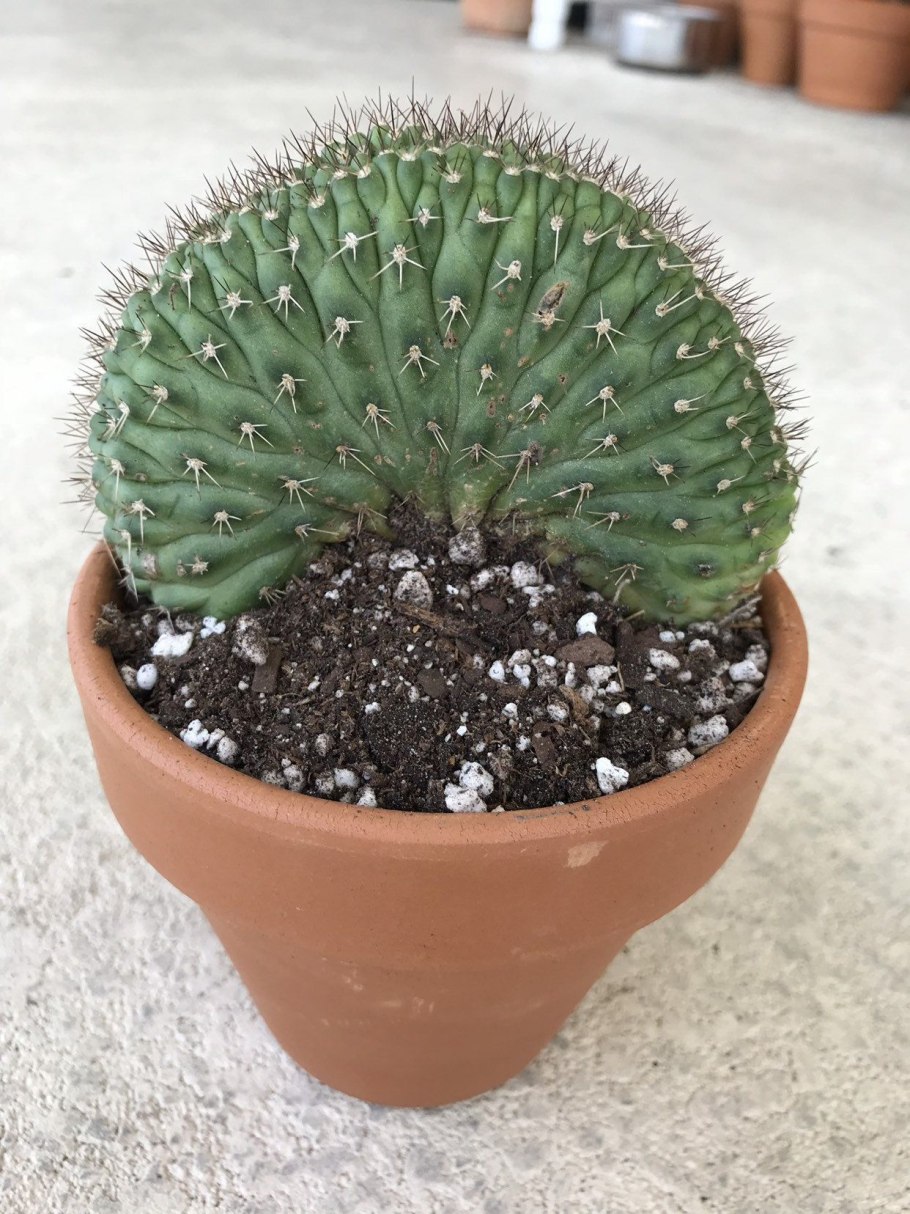 Кариофил Кактус