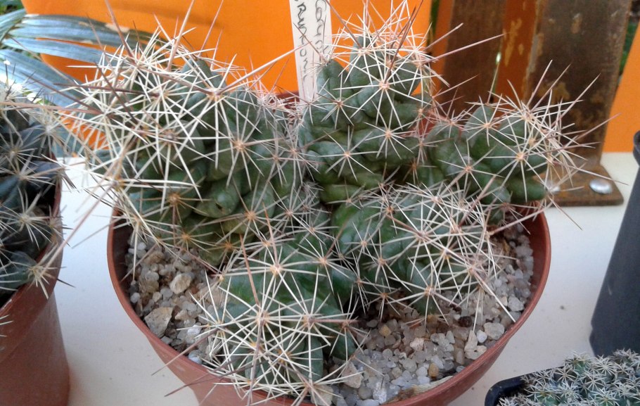 Кактус декоративный маленький