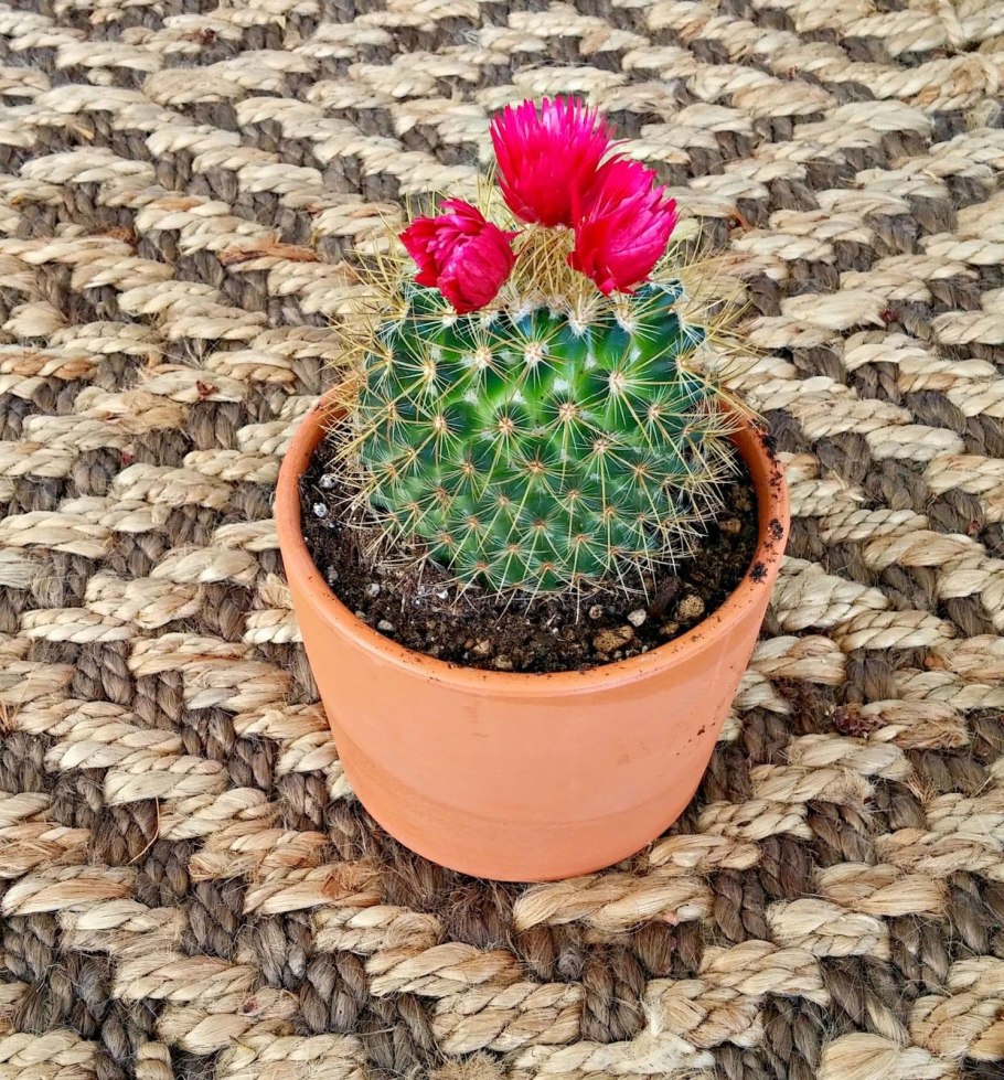 Coryphantha recurvata