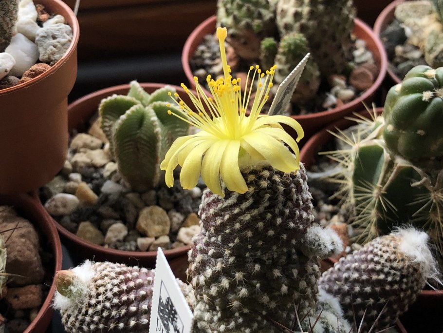 Кактусовые Суккуленты