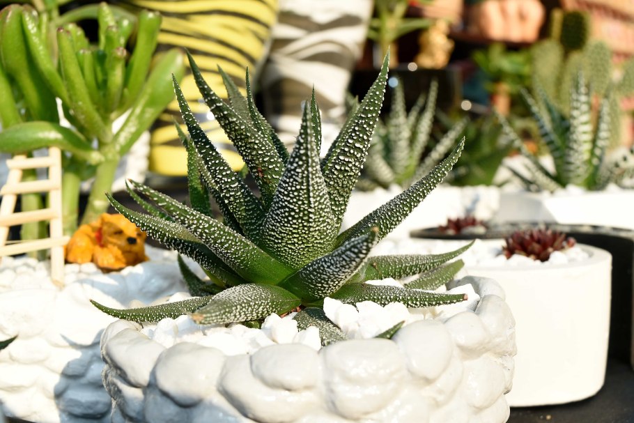 Декоративные кактусы