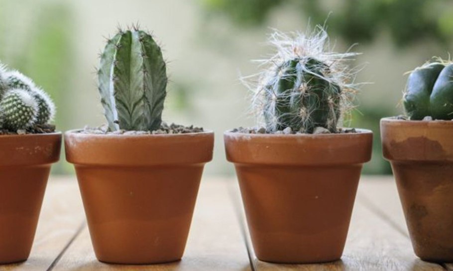 Кактус опунция суккулент