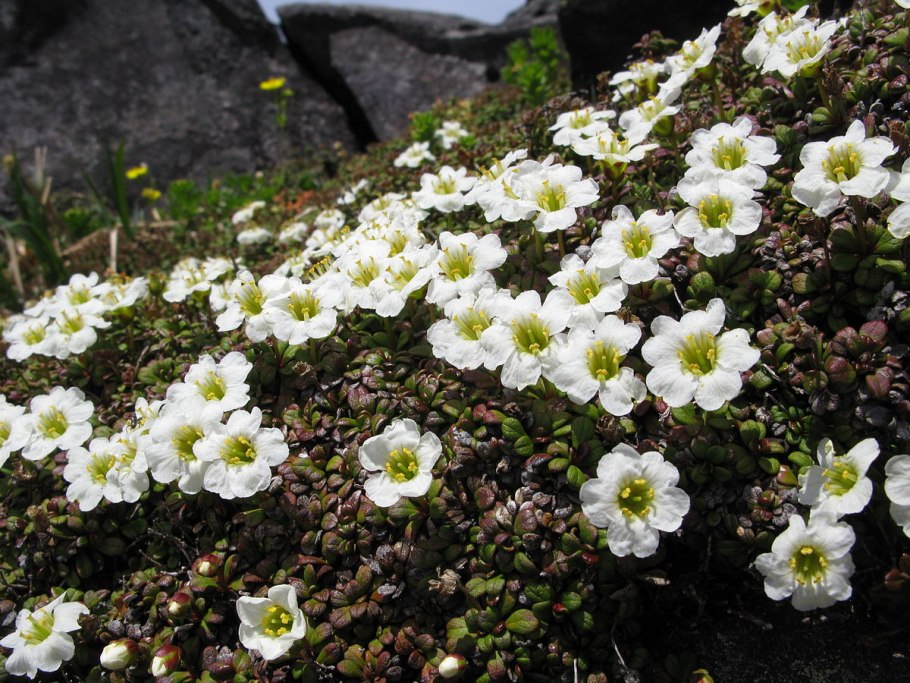 Diapensia obovata