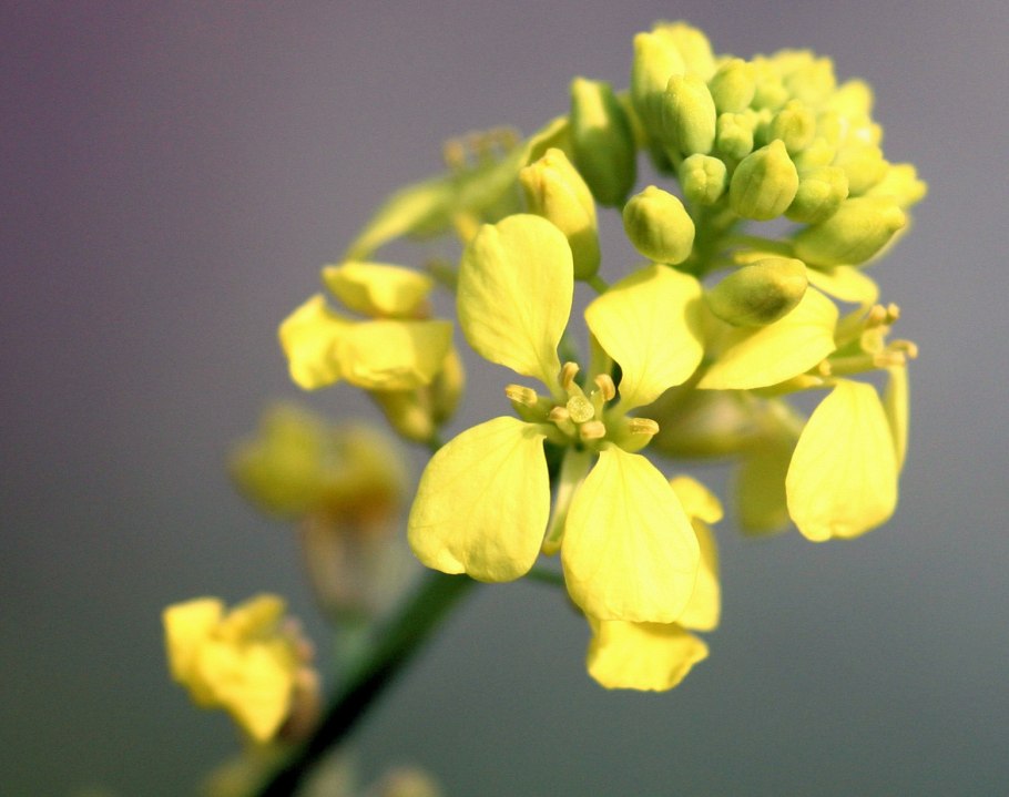 Сурепка Полевая