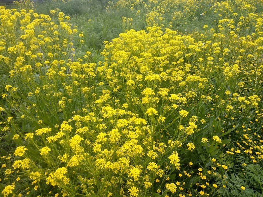 Сурепка соцветие какое