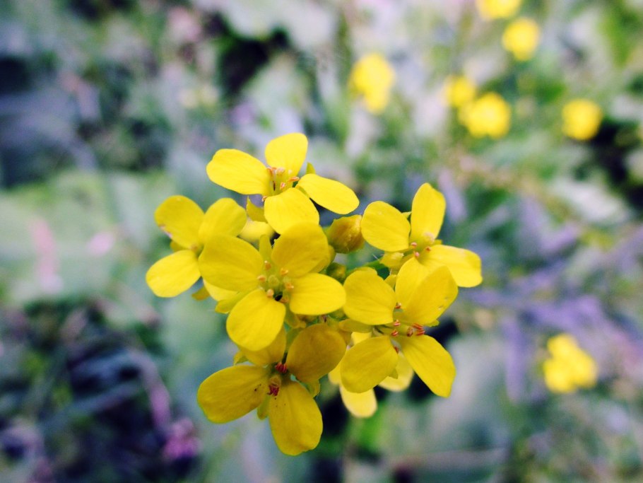 Сурепка обыкновенная