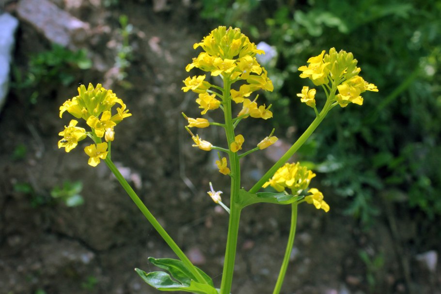 Сурепка barbarea vulgaris