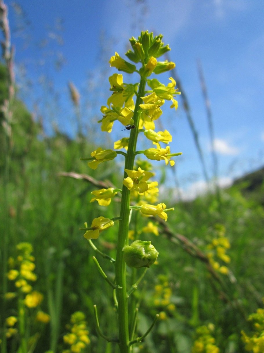 Сурепка обыкновенная (barbarea vulgaris)