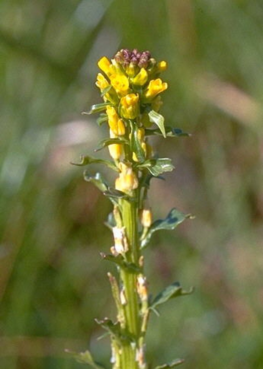 Сурепка растение