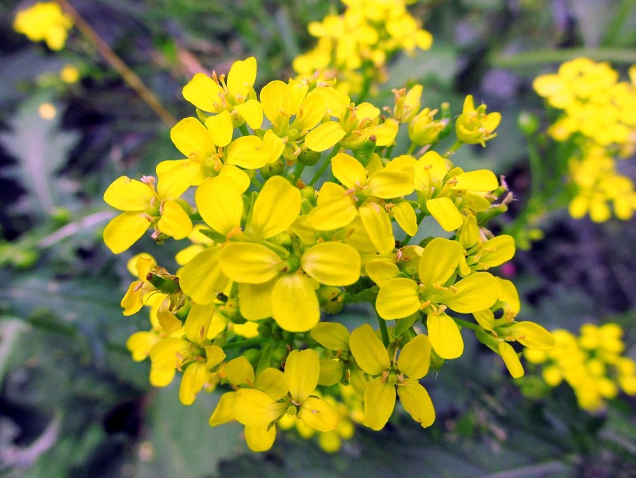 Сурепка рапс желтушник