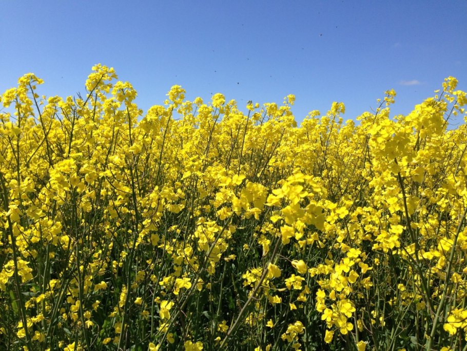 Горчица сарептская (brassica juncea l.)