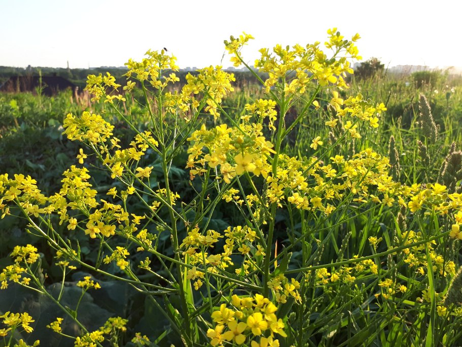 Сурепка пряморогая