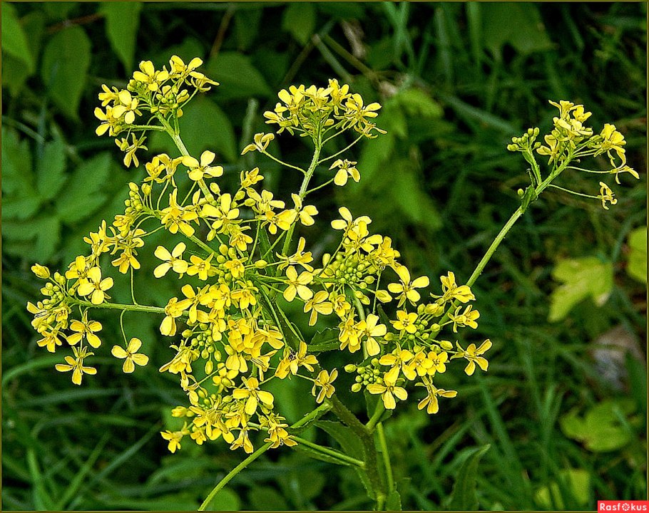 Горчица сарептская (Brassica juncea l.)
