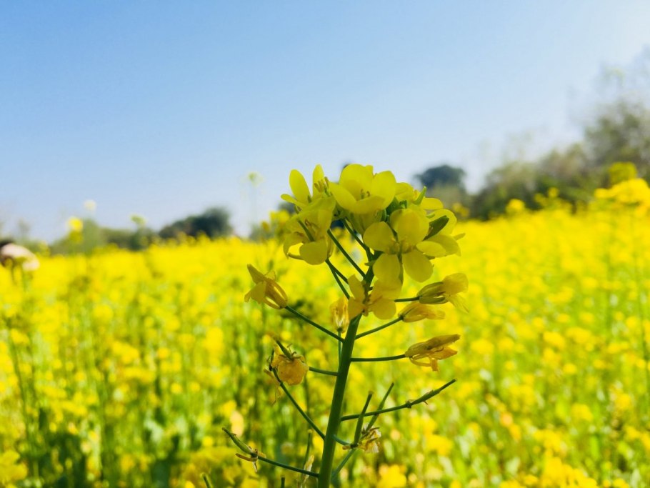 Растение рапс
