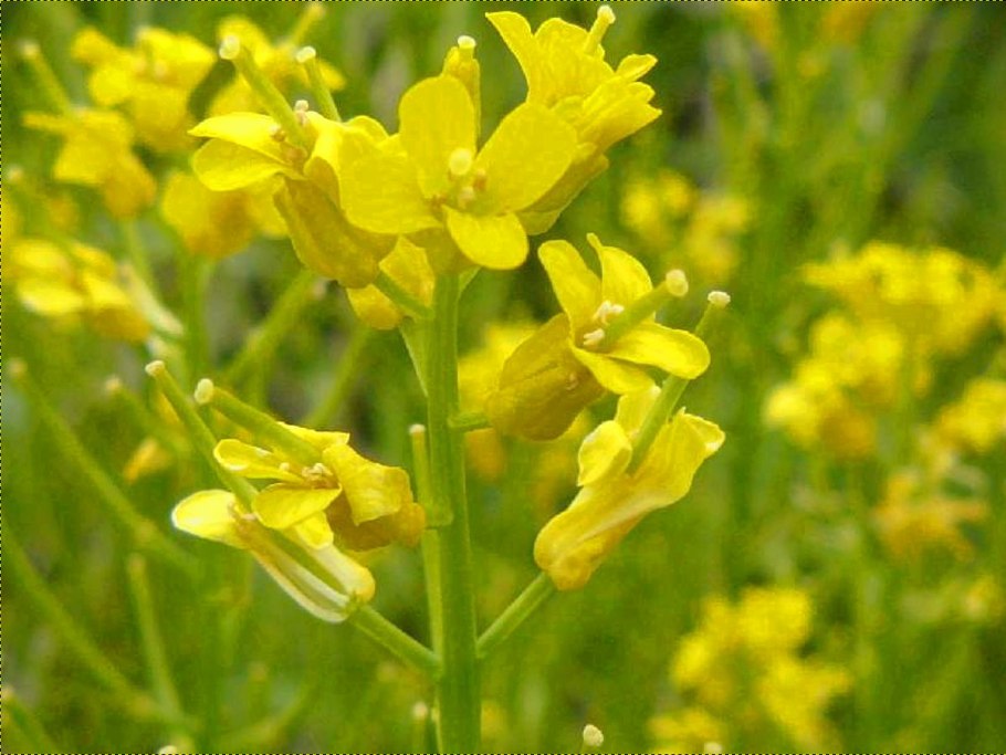 Сурепка, донник, Люпин, Вероника