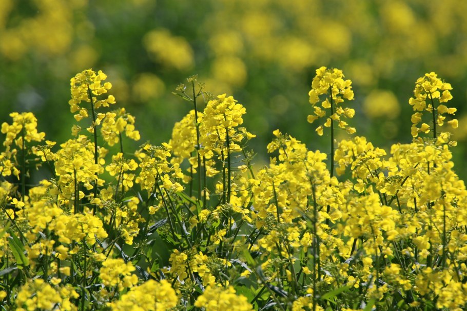 Рапс – brassica napus.