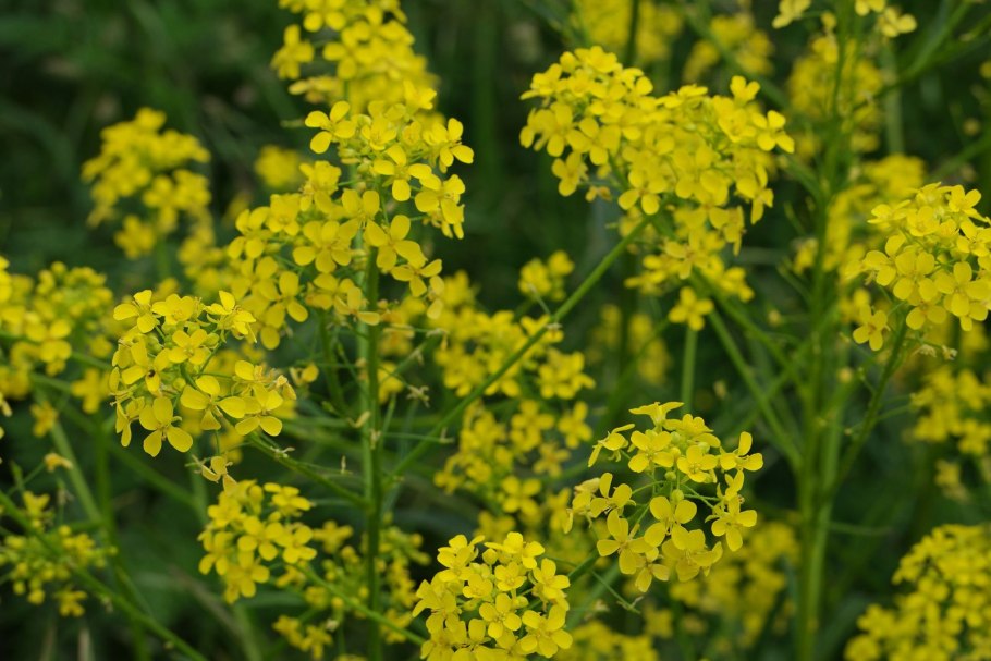 Сурепка свербига восточная