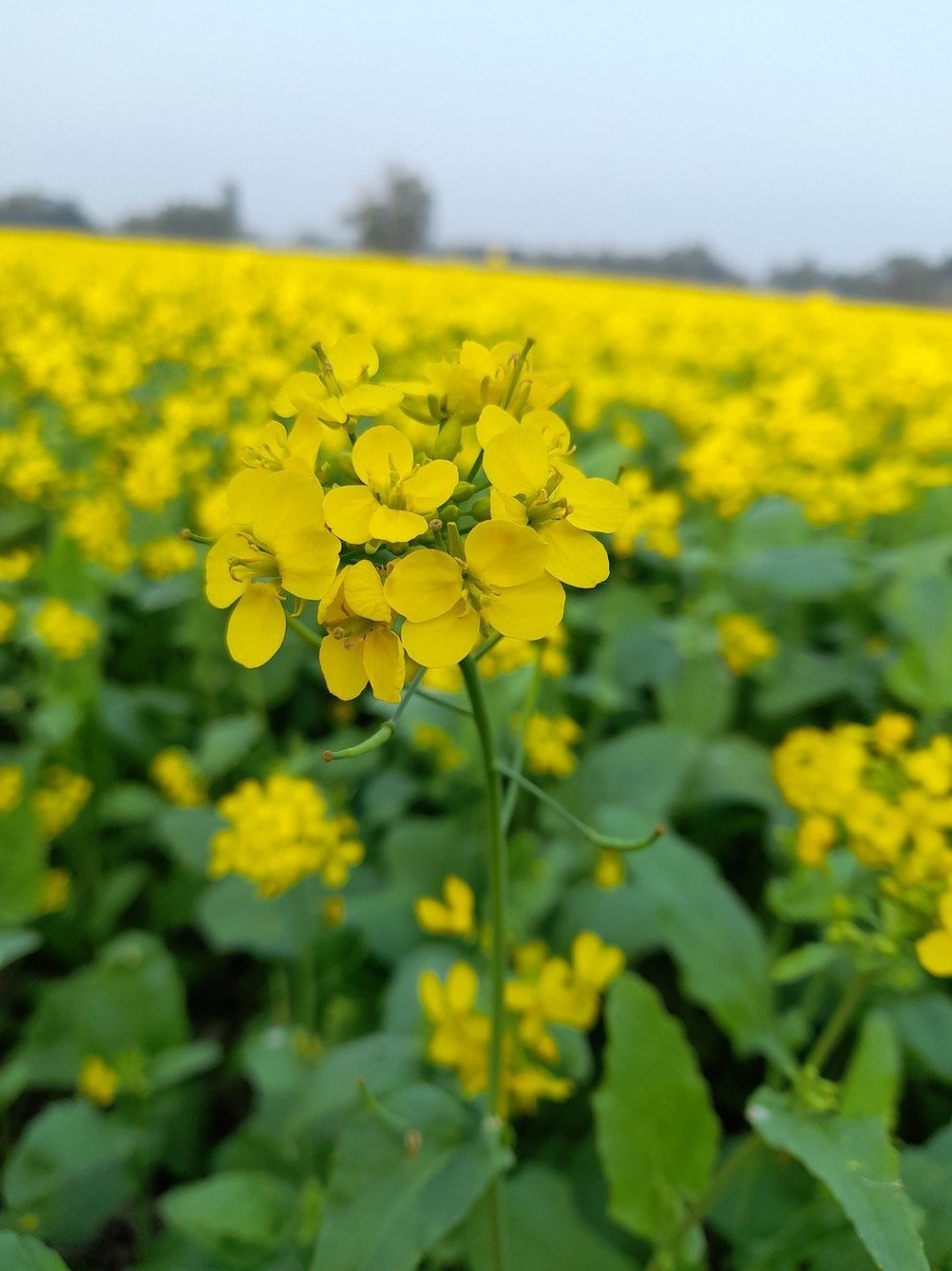 Горчица растение