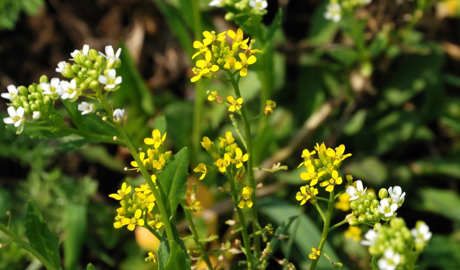 Сурепка пряморогая