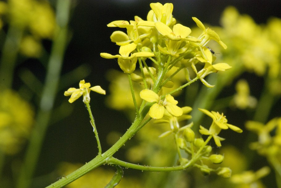 Свербига восточная bunias orientalis