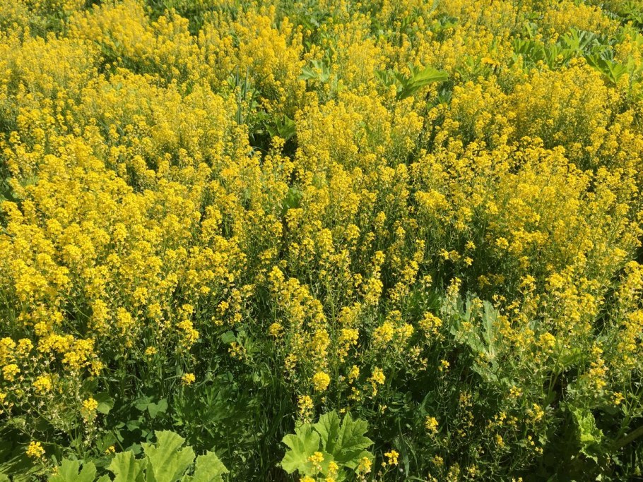 Сурепка Сицилийская