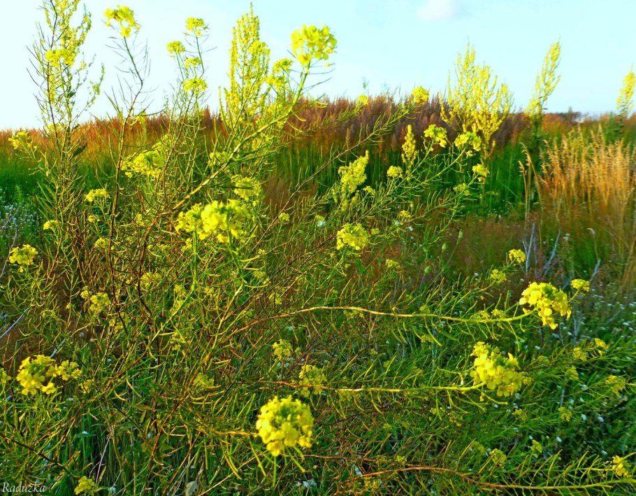 Растение сурепка