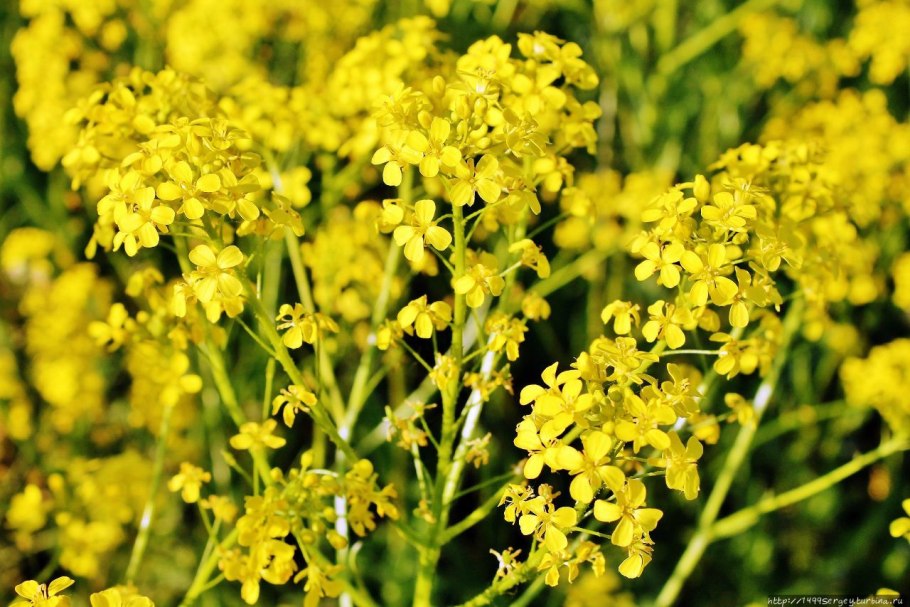 Сурепка дуговидная