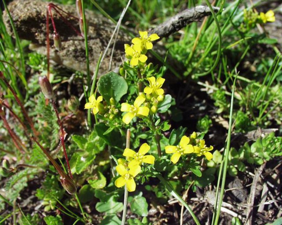 Трава сурепка