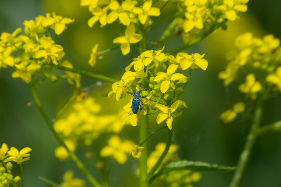 Сурепка каменная