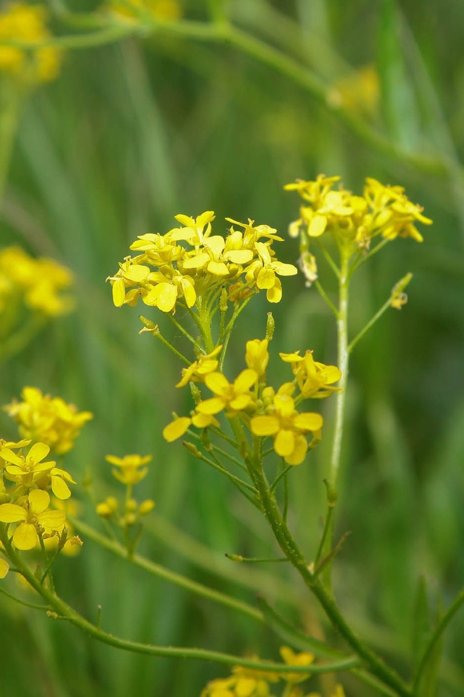 Свербига растение