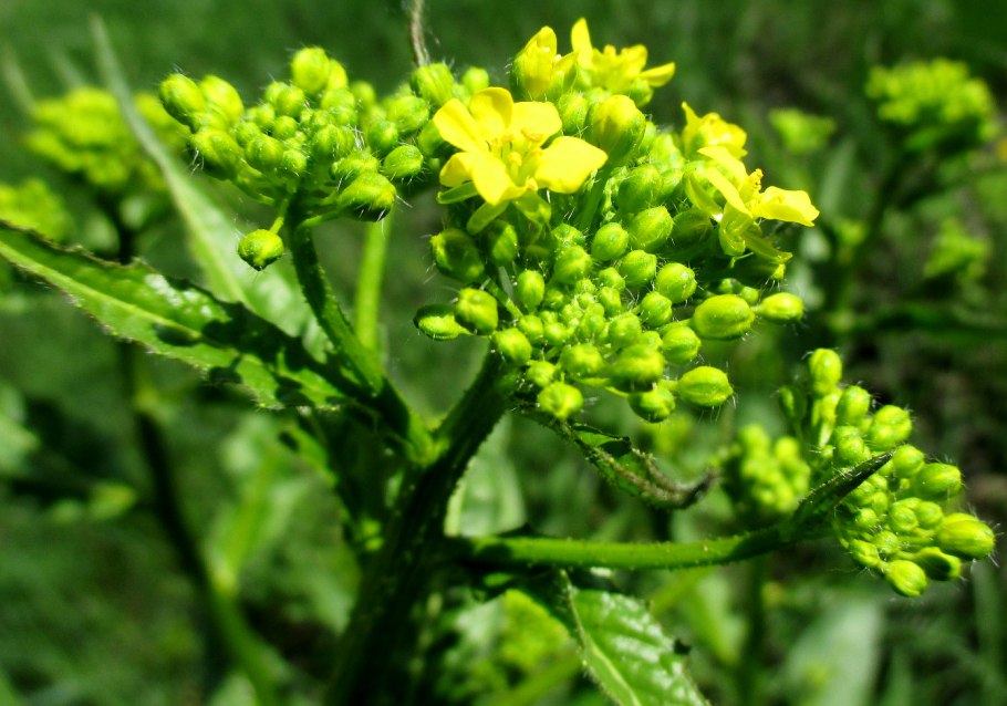 Дикая редька свербига