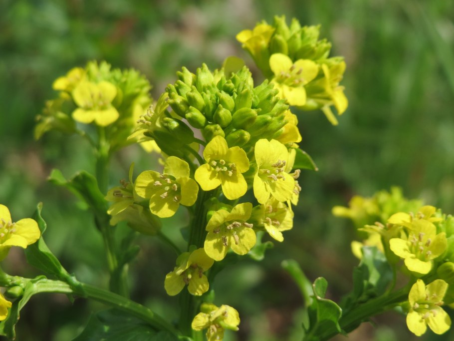Barbarea vulgaris