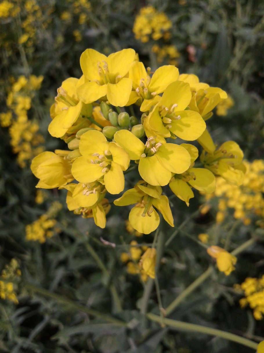 Brassica rapa subsp rapifera