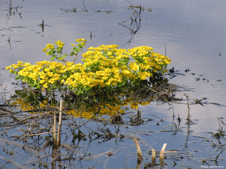 Турча Болотная (Hottonia palustris l.)