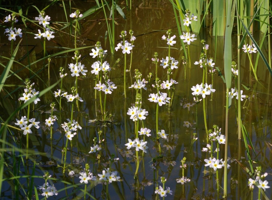 Hottonia palustris - турча Болотная