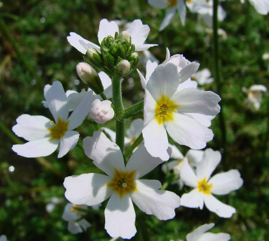 Hottonia palustris