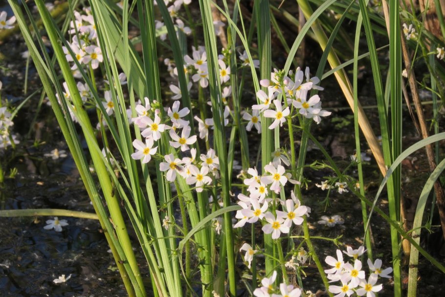 Hottonia palustris