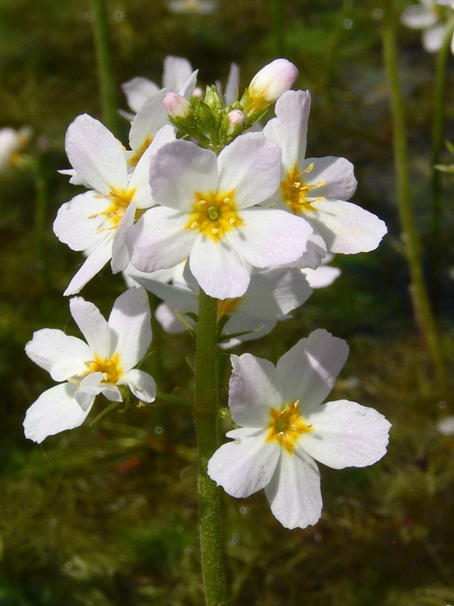 Hottonia palustris - турча Болотная