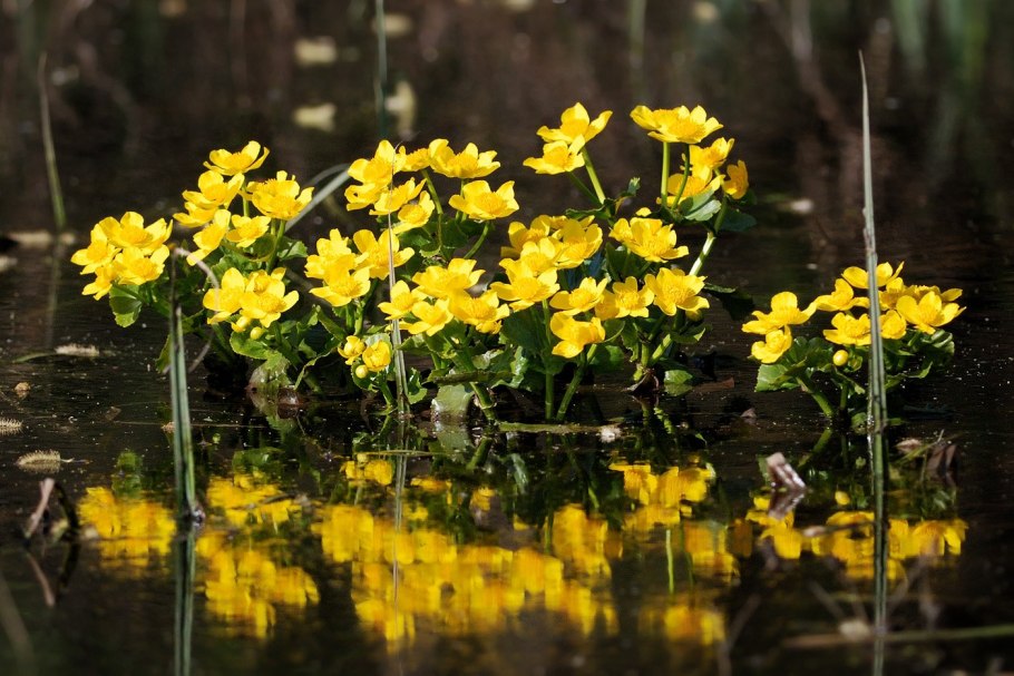 Caltha palustris ‘Alba’ – калужница Болотная