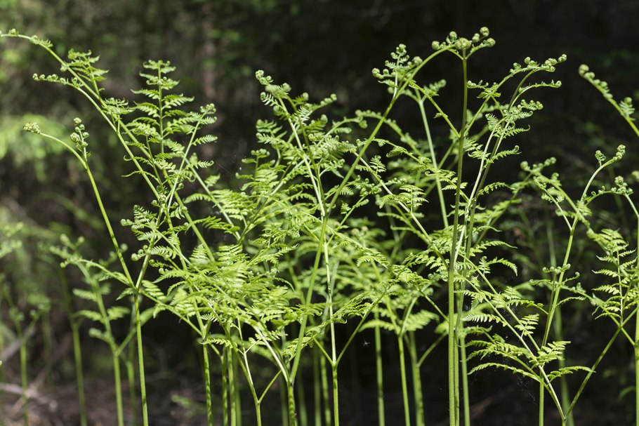 Орляк обыкновенный (Pteridium aquilinum)