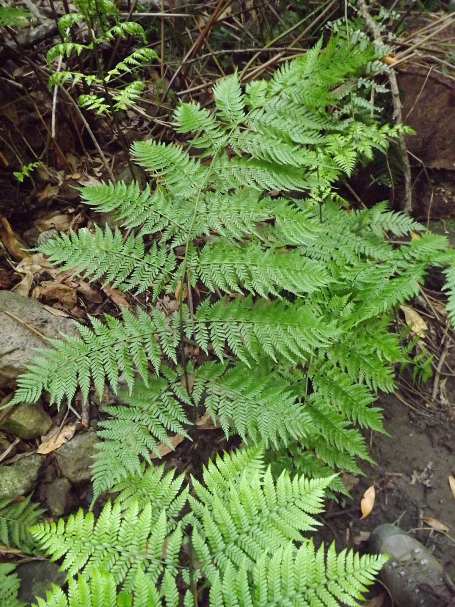 Polypodiidae папоротник