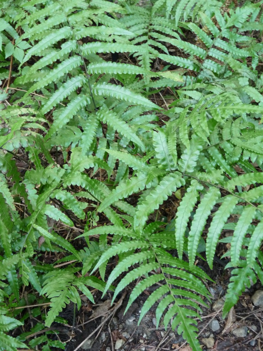 Diplazium SP.