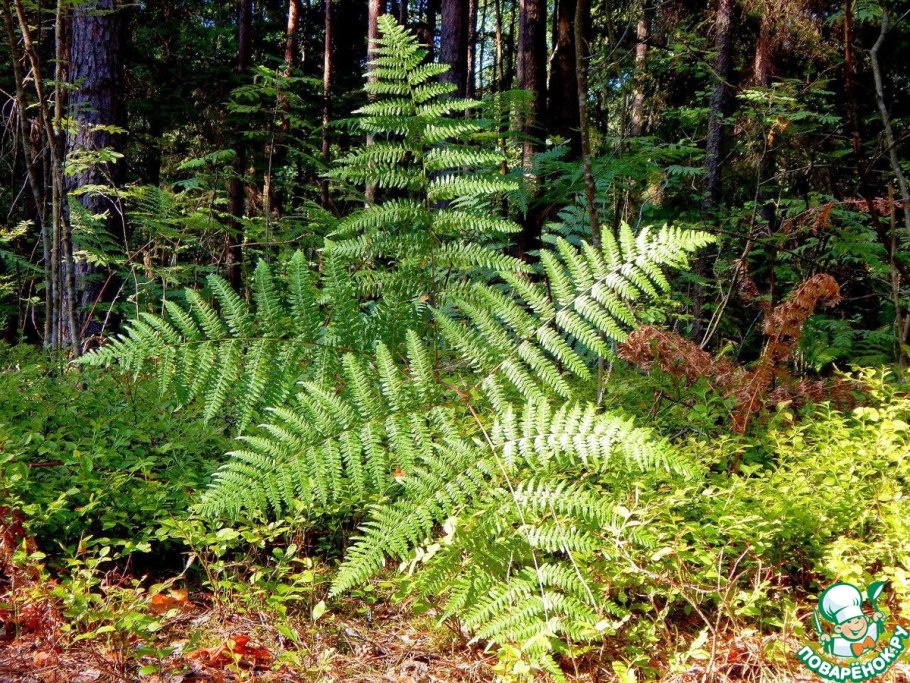 Fiddlehead Pteridium aquilinum